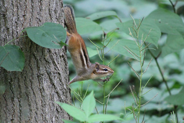 The chipmunk