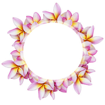 White round banner over colorful plumeria flower isolate on white background, Hawaii, tropical concept banner, spa promotion banner