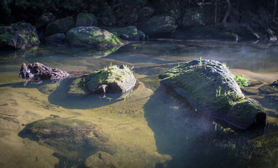 Fototapeta premium Mossy rocks in the sunlight