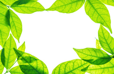 Closeup white space at the center of frame by fresh green leaves isolated on white background