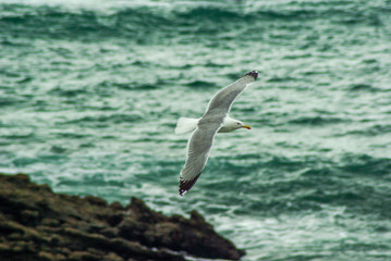 mouette de biarritz