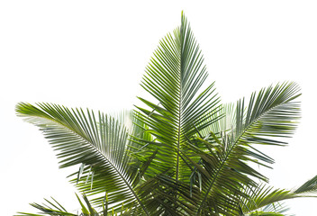 Fototapeta premium palm tree isolated on white background