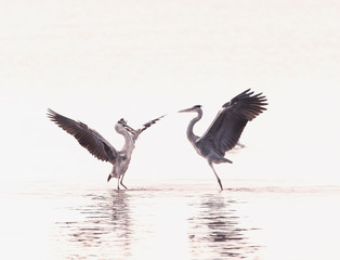 Portrait of natural grey heron