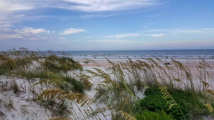 Beach Grass Near The Ocean