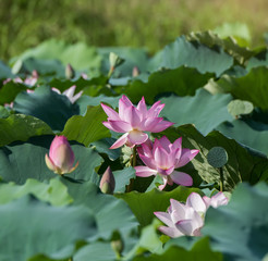 Lotus flower and Lotus flower plants