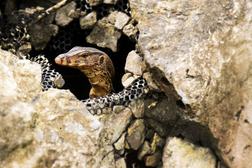 Water monitor lizard in the stone, Varanus salvator, Thailand, Asia