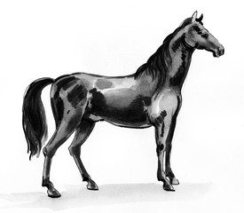 Black horse