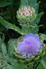 Cardoon (artichoke thistle) bloom and bud