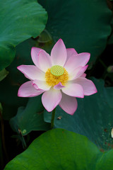 Lotus flower and Lotus flower plants