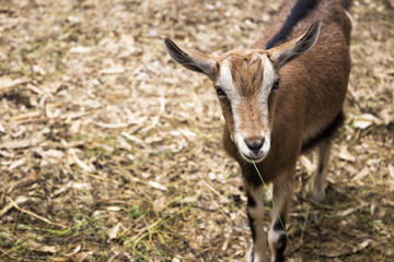 Naklejka na ściany i meble Small cute goat in a contact petting zoo