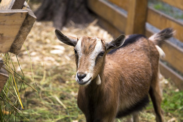 Small cute goat in a contact petting zoo