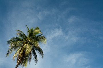 Fototapeta na wymiar Coconut tree on blue sky background.