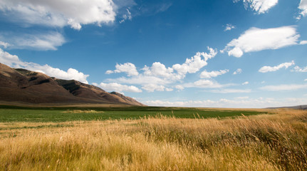 Alfalfa hayfield and wheat field under cumulus clouds in Wyoming U S A