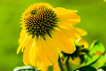 Beautiful Flower.