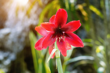 red amaryllis flower