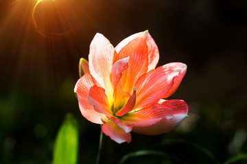 Orange Amaryllis flower with light in the nature.