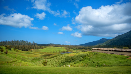 Fototapeta premium Landscape in Nuwara Eliya