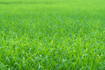 Green rice leaf are grown in the field.