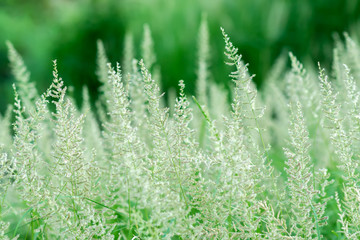 grass flower in nature.
