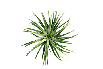 Green Tillandsia. (air plant with scientific name Tillandsia)