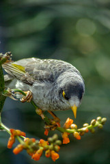 oiseau australien