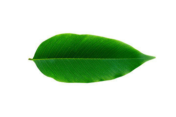 Fototapeta na wymiar Green leaf on white background.