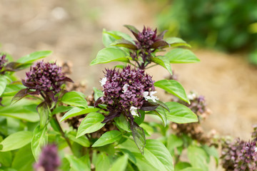 Close up Sweet basil flower.