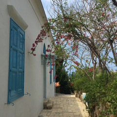 Arbre en fleurs, Byblos, Liban