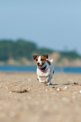 Jack Russell Terrier dog running across the beach