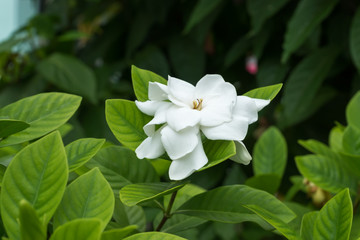 Obraz na płótnie Canvas White Gardenia flower or Cape Jasmine (Gardenia jasminoides)