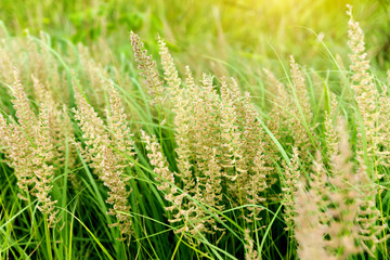 Fototapeta na wymiar grass flower background in nature.