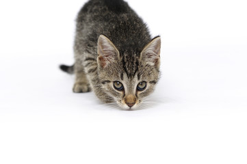 cat, animal, domestic, pet, mixed breed, young, wild, natural, young