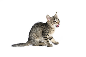 Obraz premium cat, animal, domestic, pet, mixed breed, young, wild, natural, young