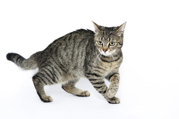 cat, animal, domestic, pet, mixed breed, young, wild, 