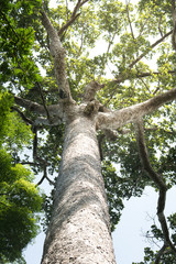 Fototapeta premium Big tree : Looking up large tree remaining in the wild today.