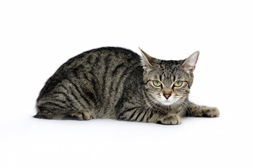 cat, animal, domestic, pet, mixed breed, young, wild, 