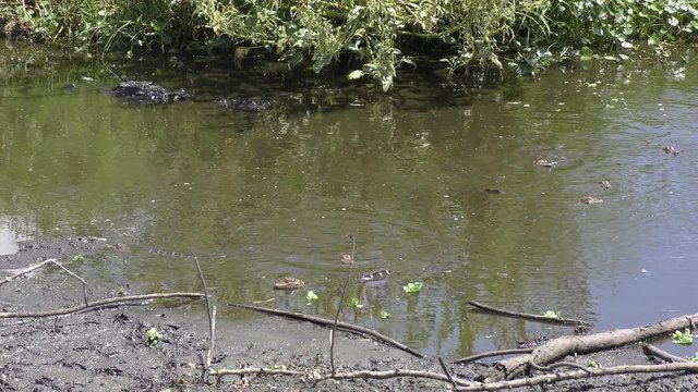 baby alligators feed near their mother in Florida swamp