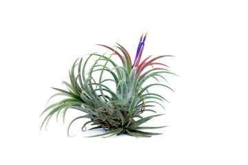 Green Tillandsia. (air plant)