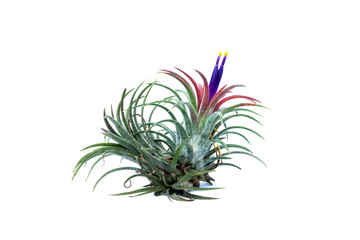Green Tillandsia. (air plant)