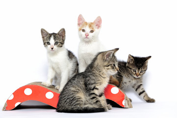 animals, cats, ear, emotion, empty, expression, eyes, young