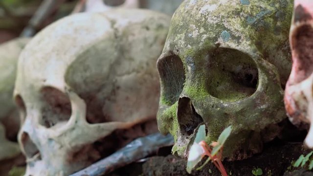 Old mossy green human skull with spider web covering eye socket, fresh skull in background - Trunyan Cemetery, Bali