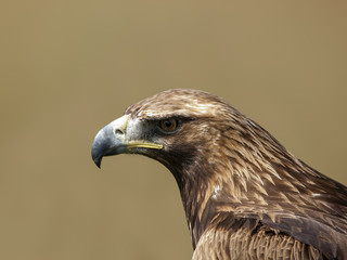 AGUILA REAL