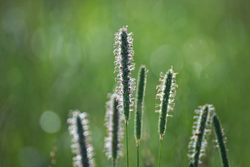 Wild flowers on a field in summer