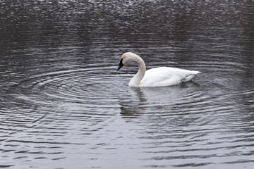 Swan surrounded by ripples in lake