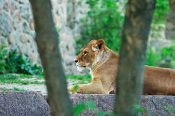 Fototapeta premium The beautiful Lioness