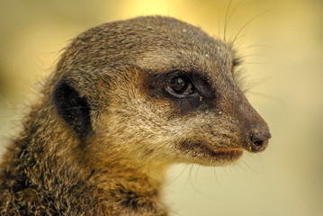 suricate zoo palmyre