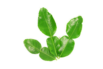 Kaffir lime and kaffir lime leaf on white background