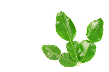 Kaffir lime and kaffir lime leaf on white background