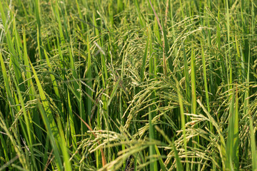 rice field