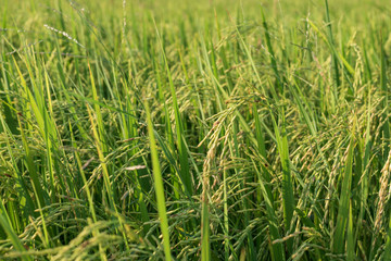 rice field